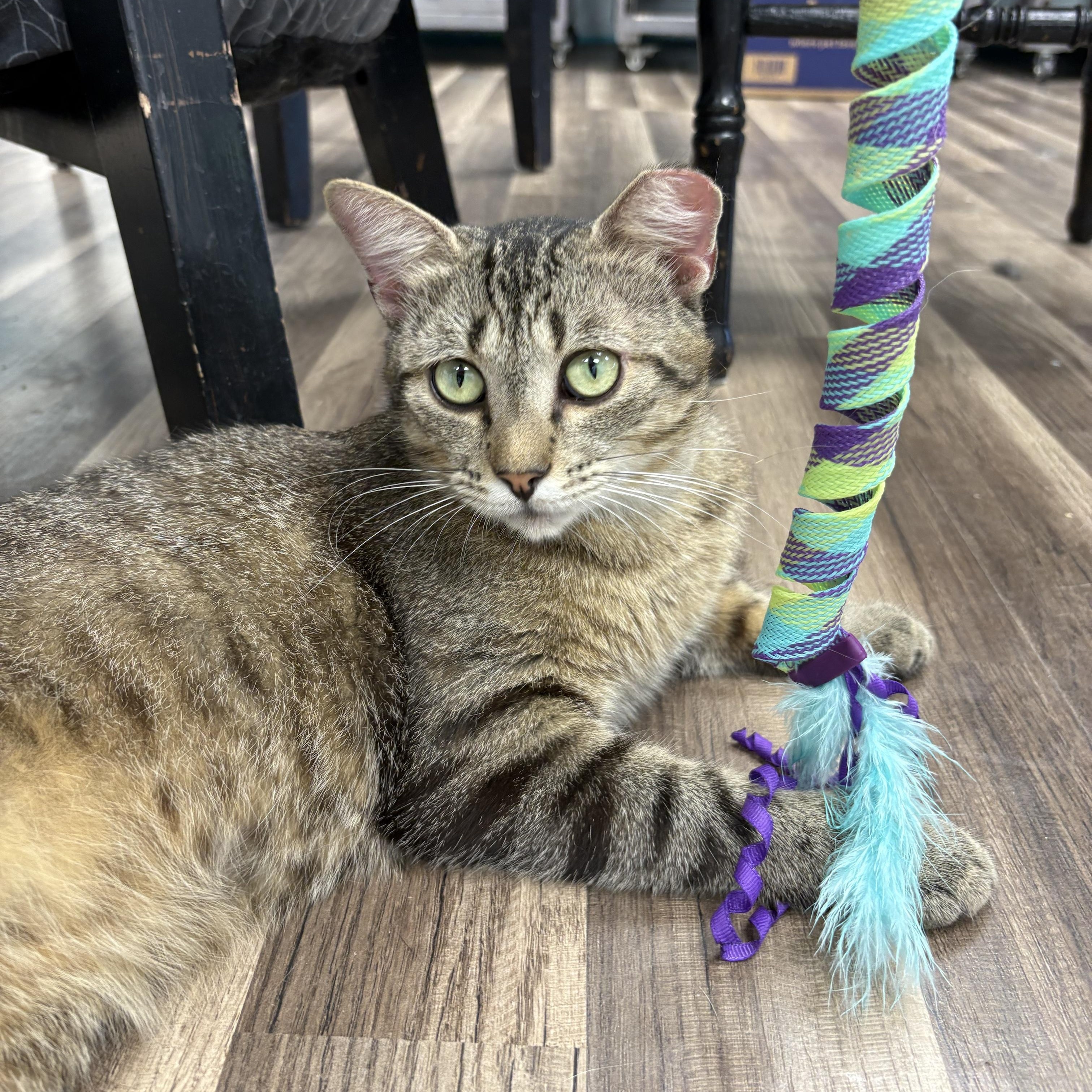 Henry - CHOW HOUND - ADOPTION PENDING, Adoptable, Young Male Tabby.