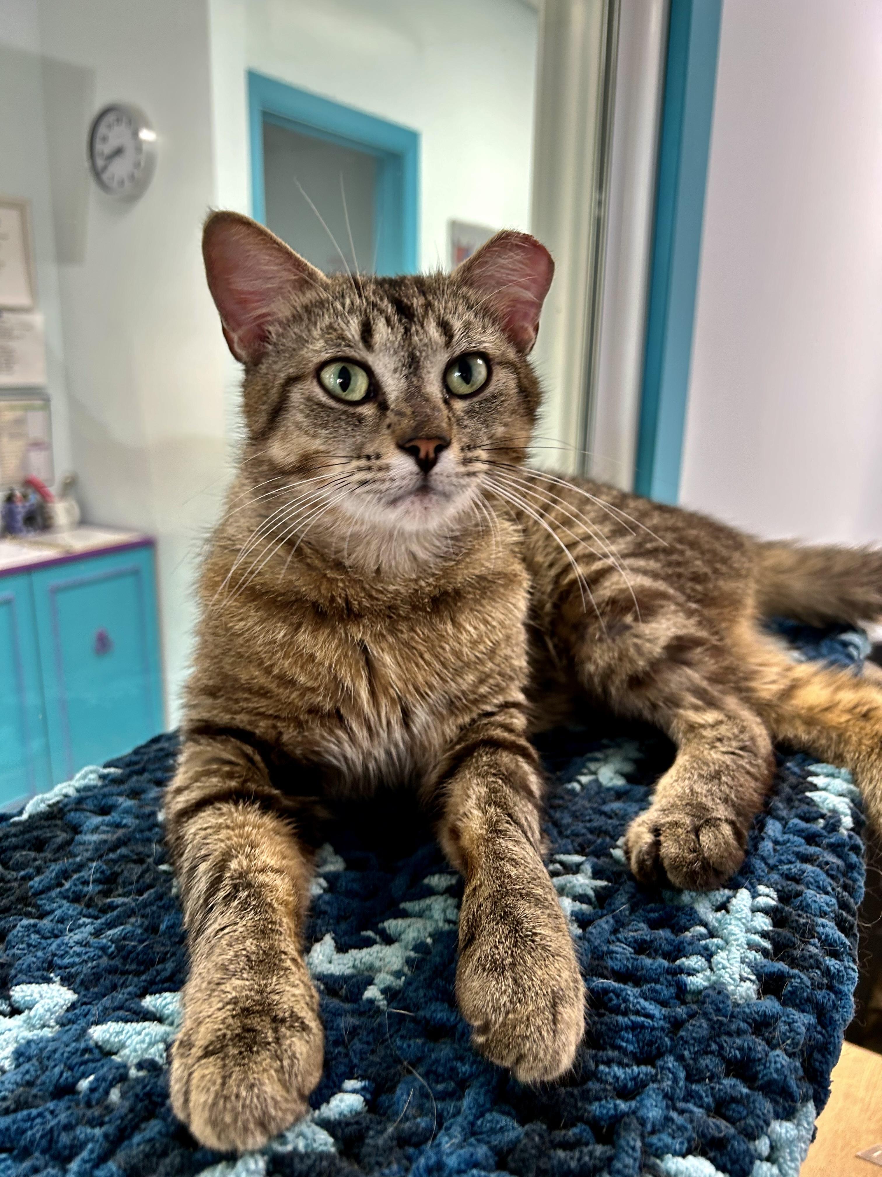 Henry, a ADOPTABLE Tabby in Grand Rapids, MI image 5/6