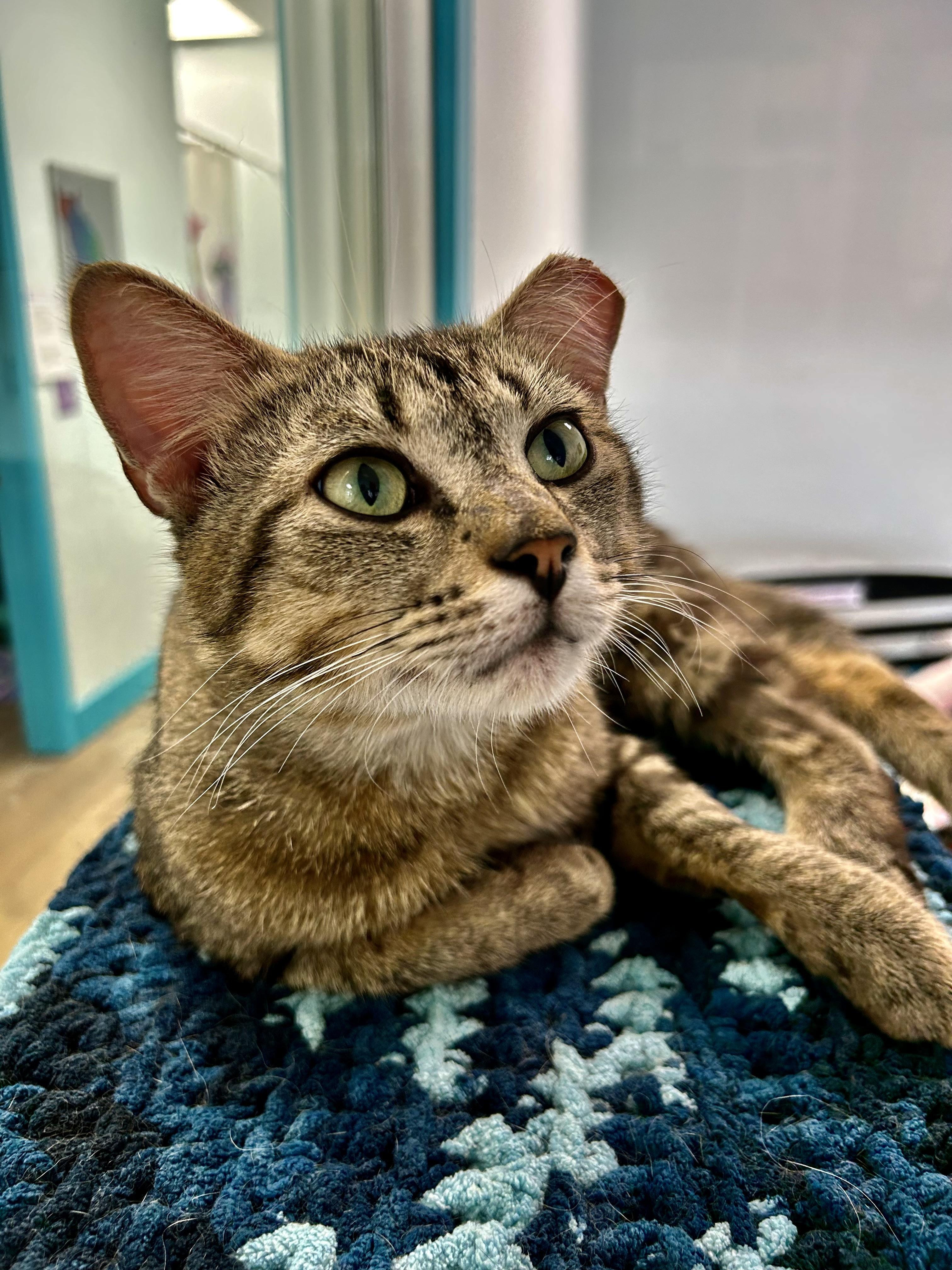 Henry, a ADOPTABLE Tabby in Grand Rapids, MI image 3/6
