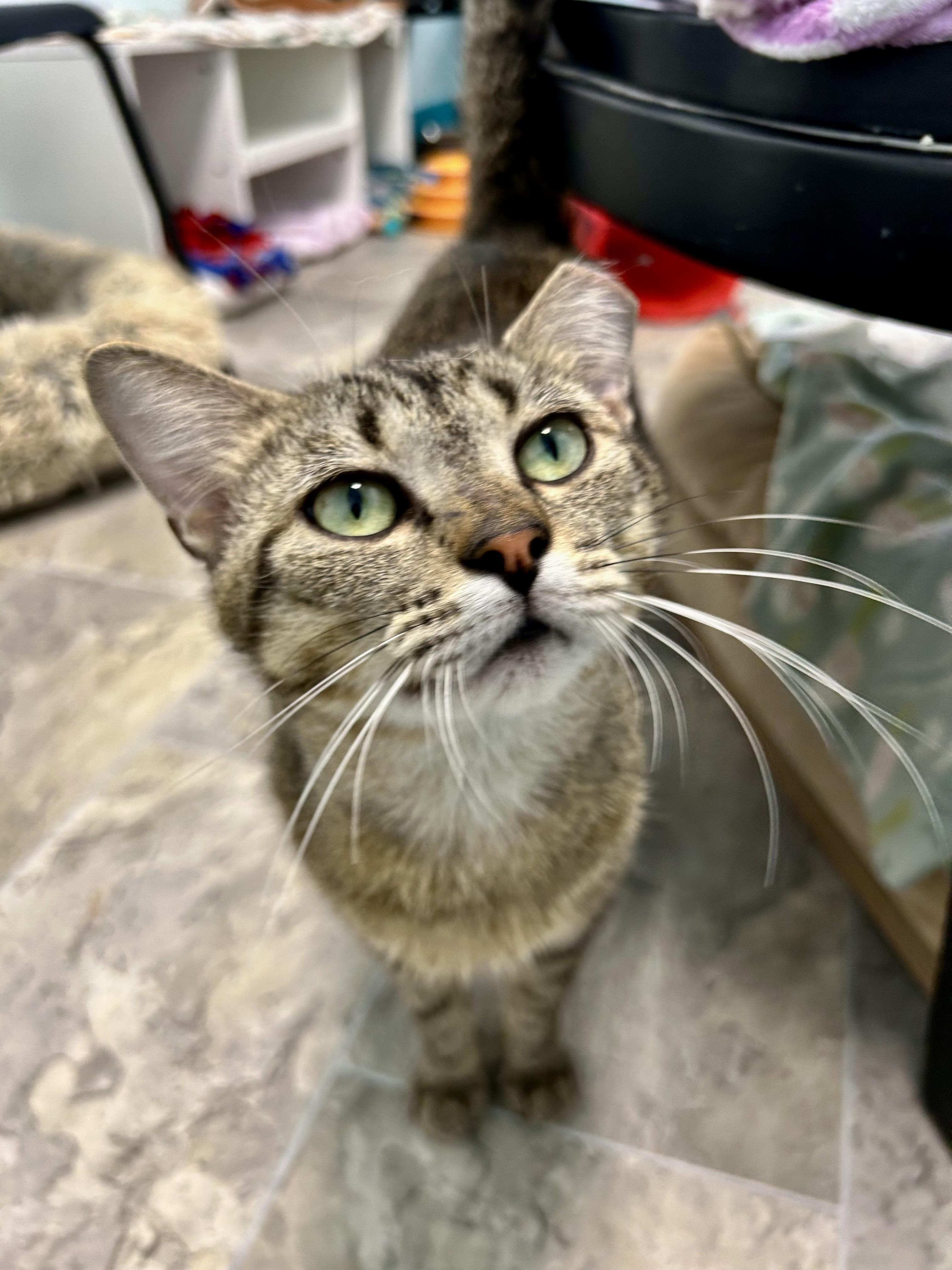 Henry, a ADOPTABLE Tabby in Grand Rapids, MI image 2/6