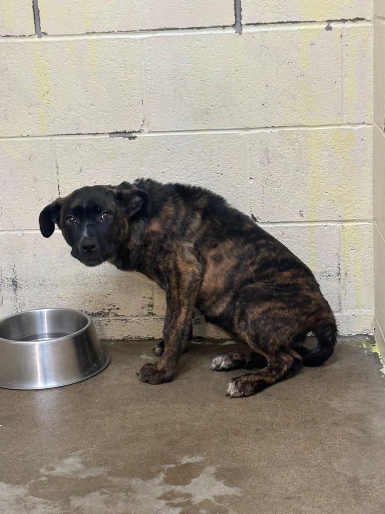 Alice, Adoptable, Puppy Female Mixed Breed & Cane Corso.