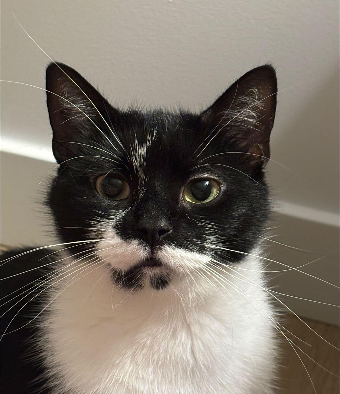 Enlarge Trixie, an adopted Tuxedo in Montreal, QC image 1/6