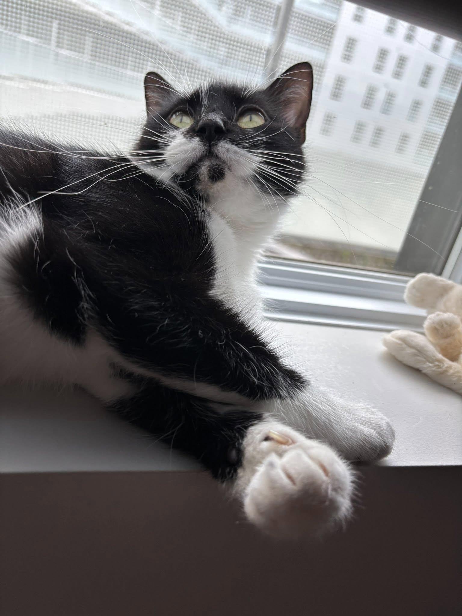 Enlarge Trixie, an adopted Tuxedo in Montreal, QC image 6/6