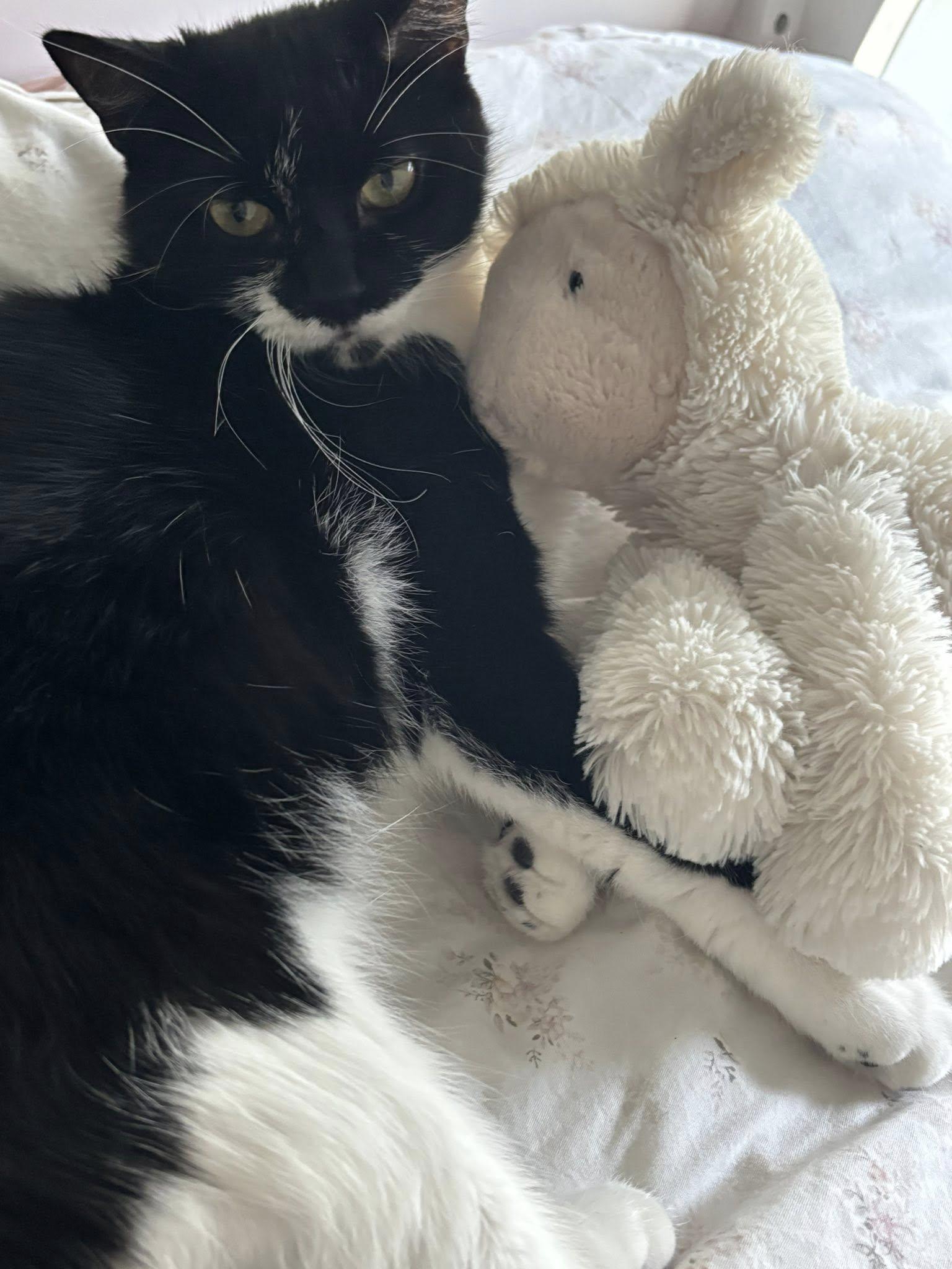 Enlarge Trixie, an adopted Tuxedo in Montreal, QC image 3/6