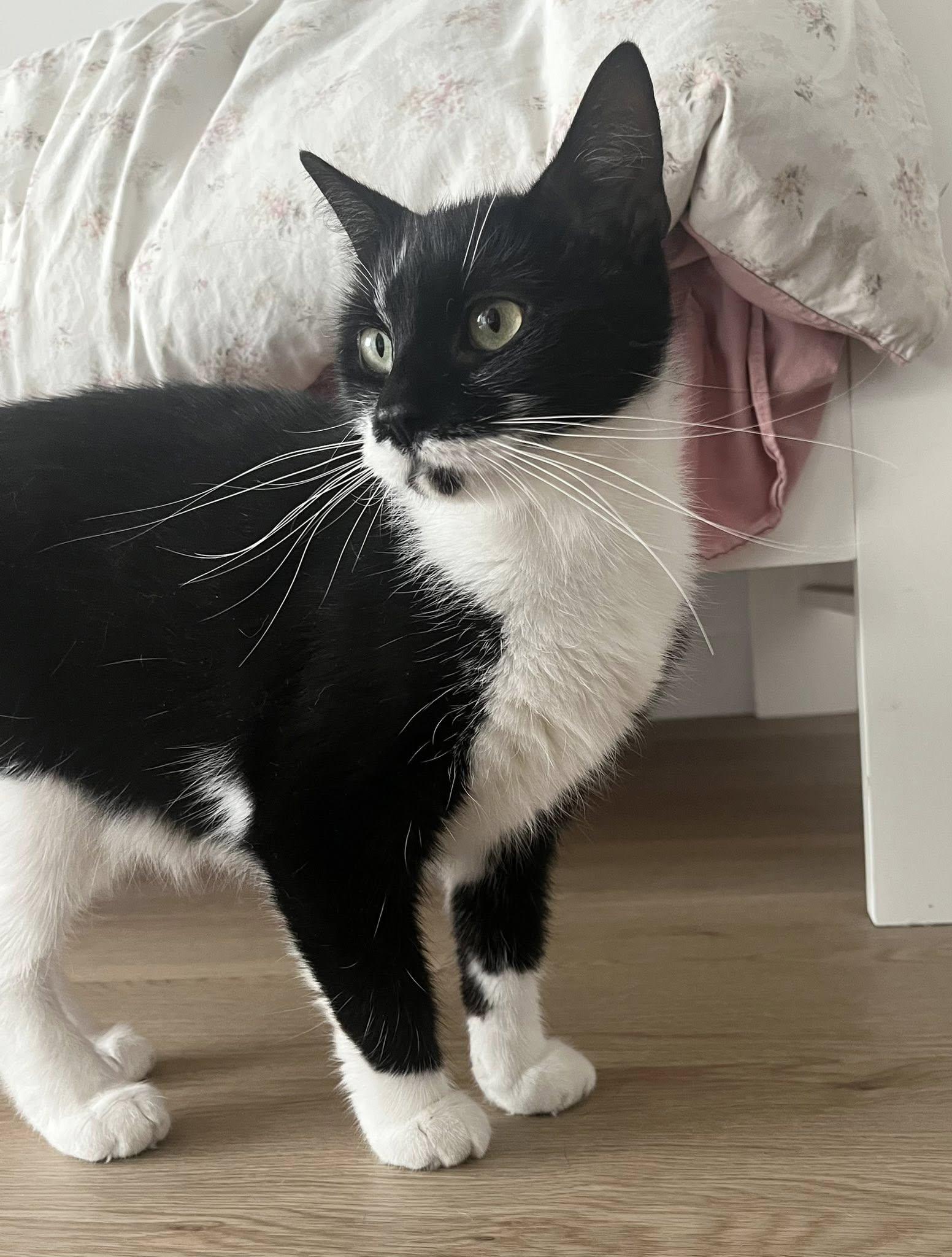 Enlarge Trixie, an adopted Tuxedo in Montreal, QC image 5/6