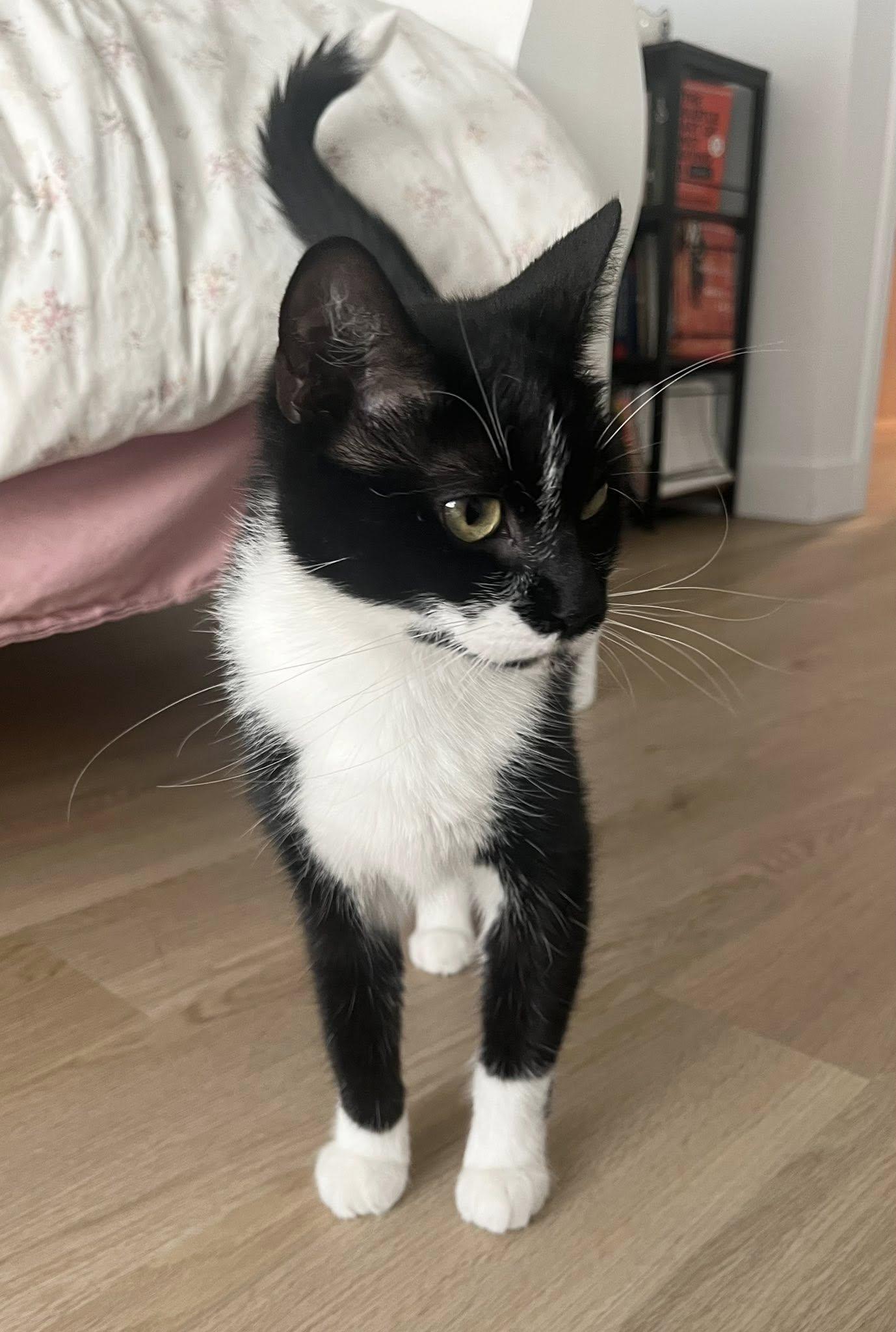 Enlarge Trixie, an adopted Tuxedo in Montreal, QC image 4/6