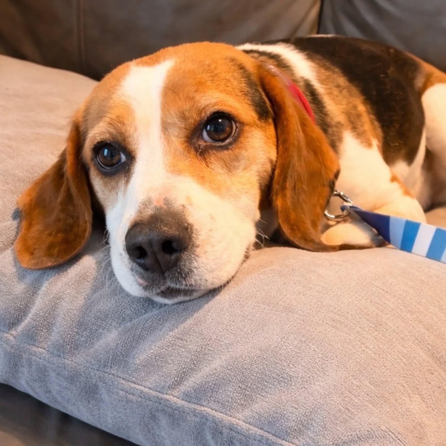 Randy , Adoptable, Adult Male Beagle.