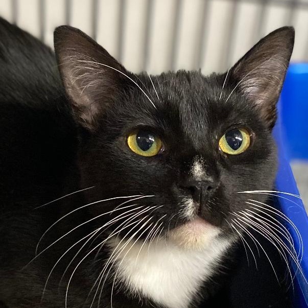 Tatum, an adopted Tuxedo in Kankakee, IL image 1/4