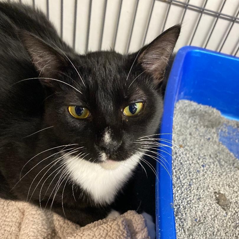 Tatum, an adopted Tuxedo in Kankakee, IL image 2/4