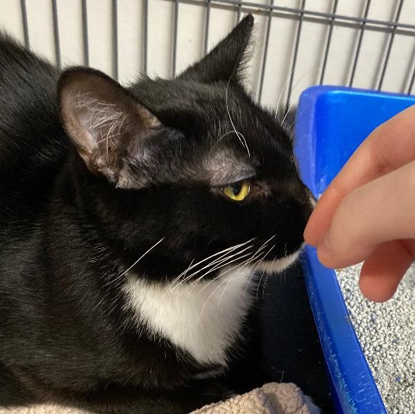 Tatum, an adopted Tuxedo in Kankakee, IL image 4/4