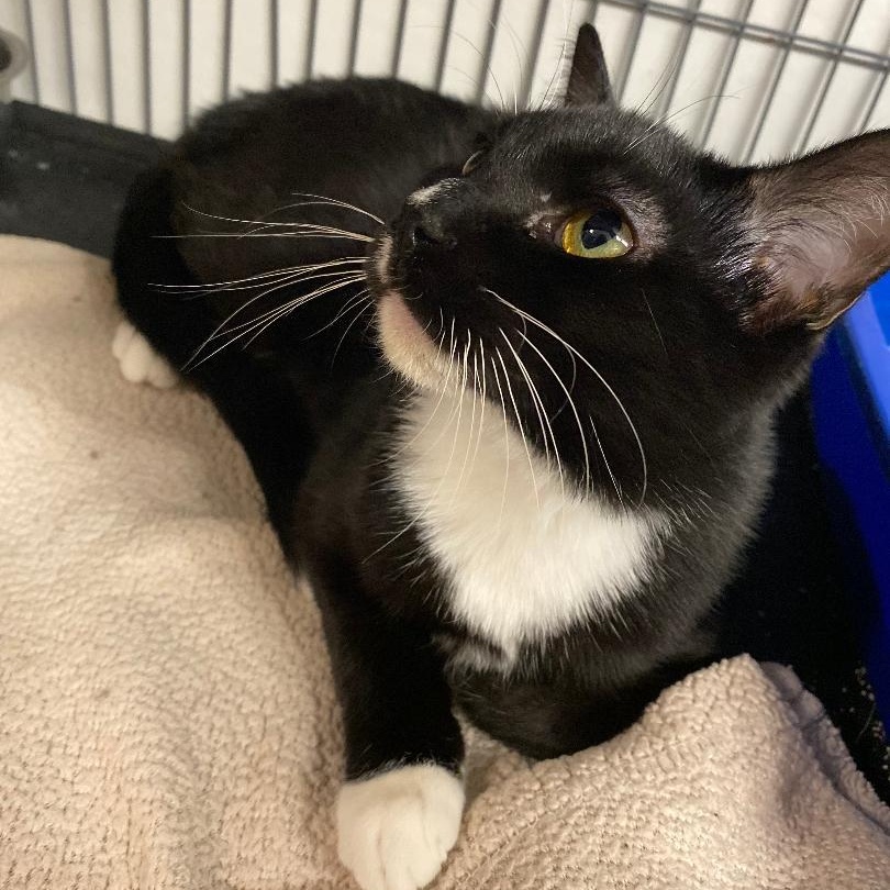 Tatum, an adopted Tuxedo in Kankakee, IL image 3/4
