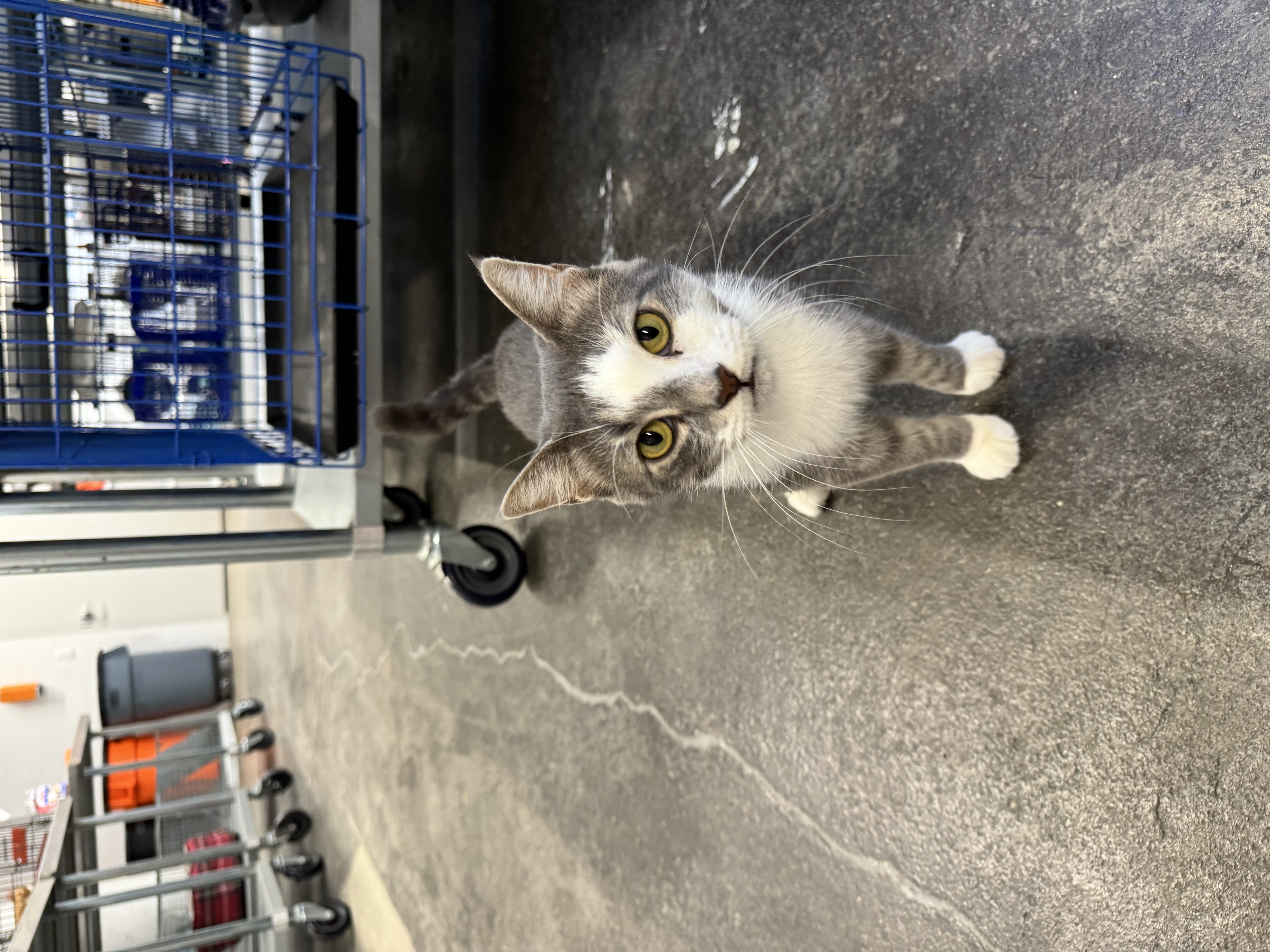 Parker, Adoptable, Adult Female Domestic Short Hair.