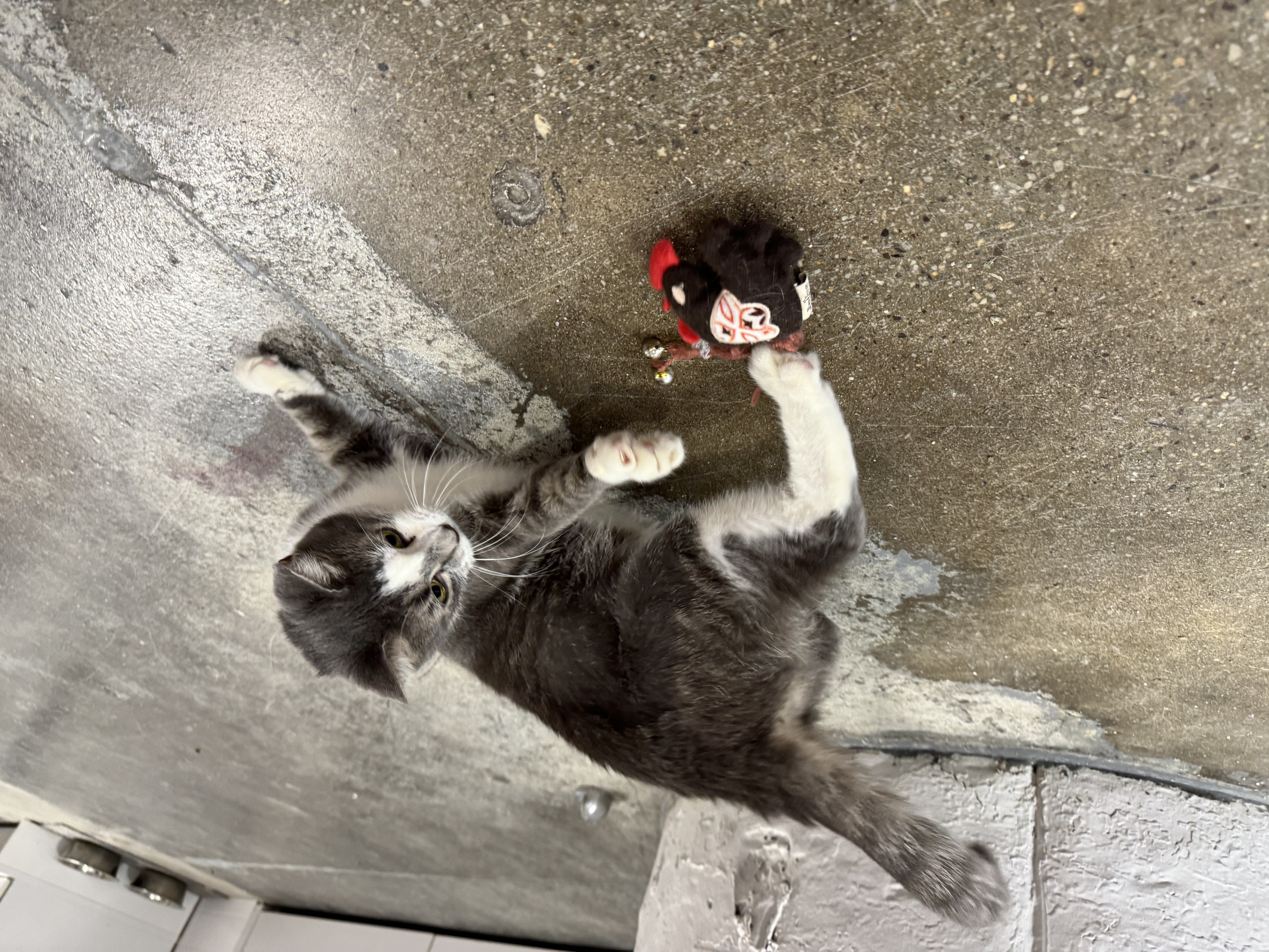 Parker, a Adoptable Domestic Short Hair in Levittown, PA image 2/5