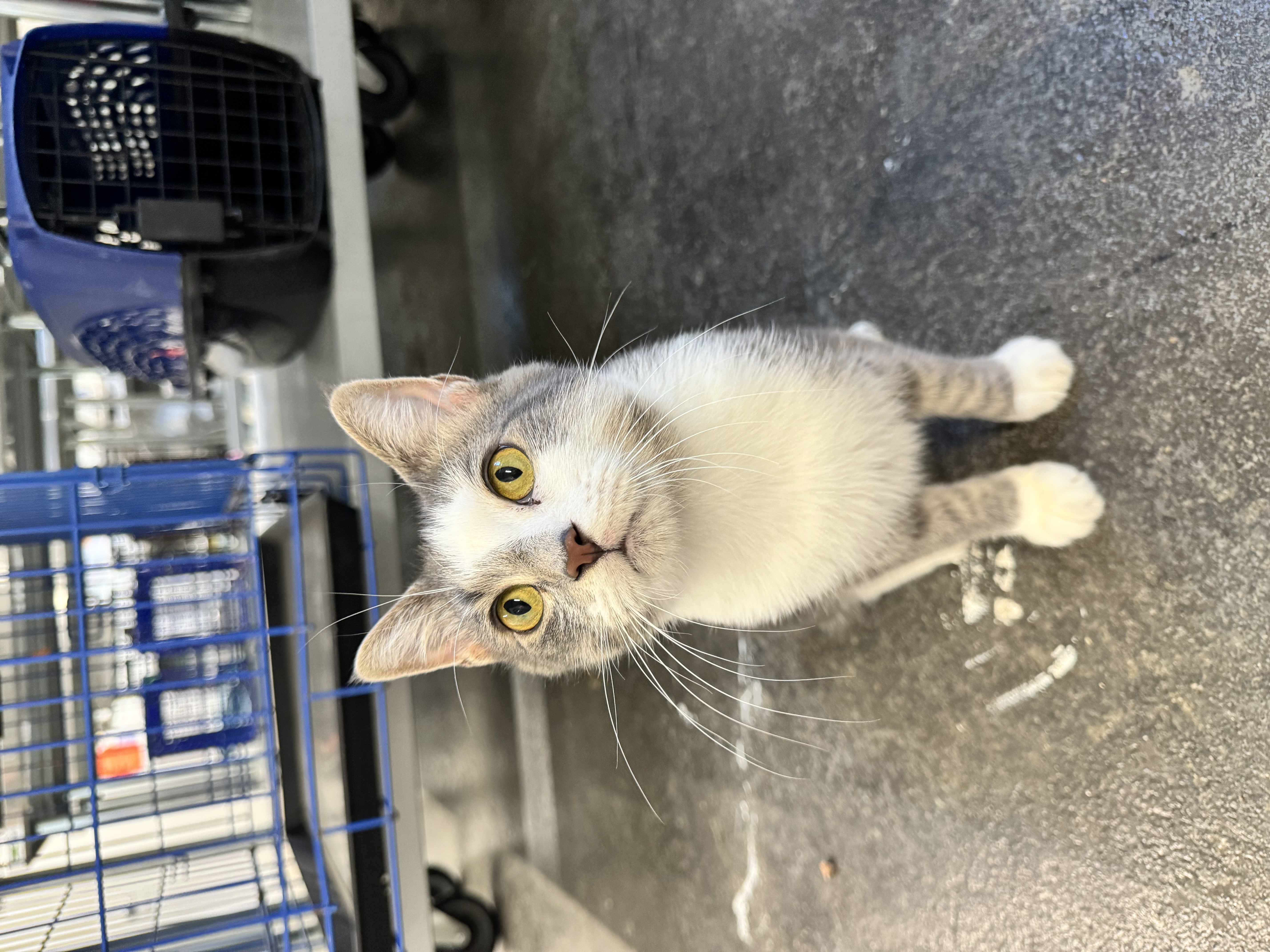 Parker, a Adoptable Domestic Short Hair in Levittown, PA image 3/5