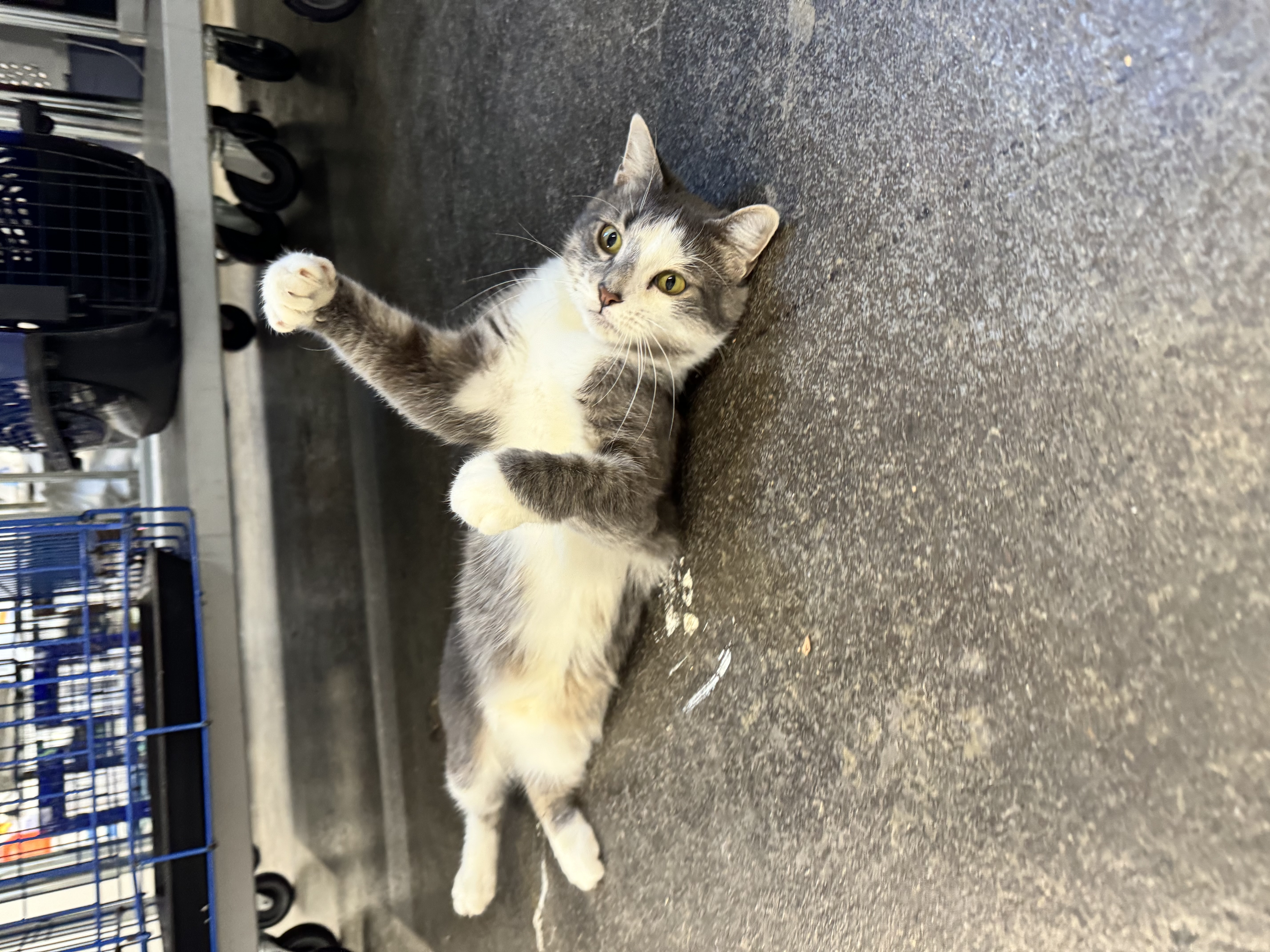 Parker, a Adoptable Domestic Short Hair in Levittown, PA image 4/5