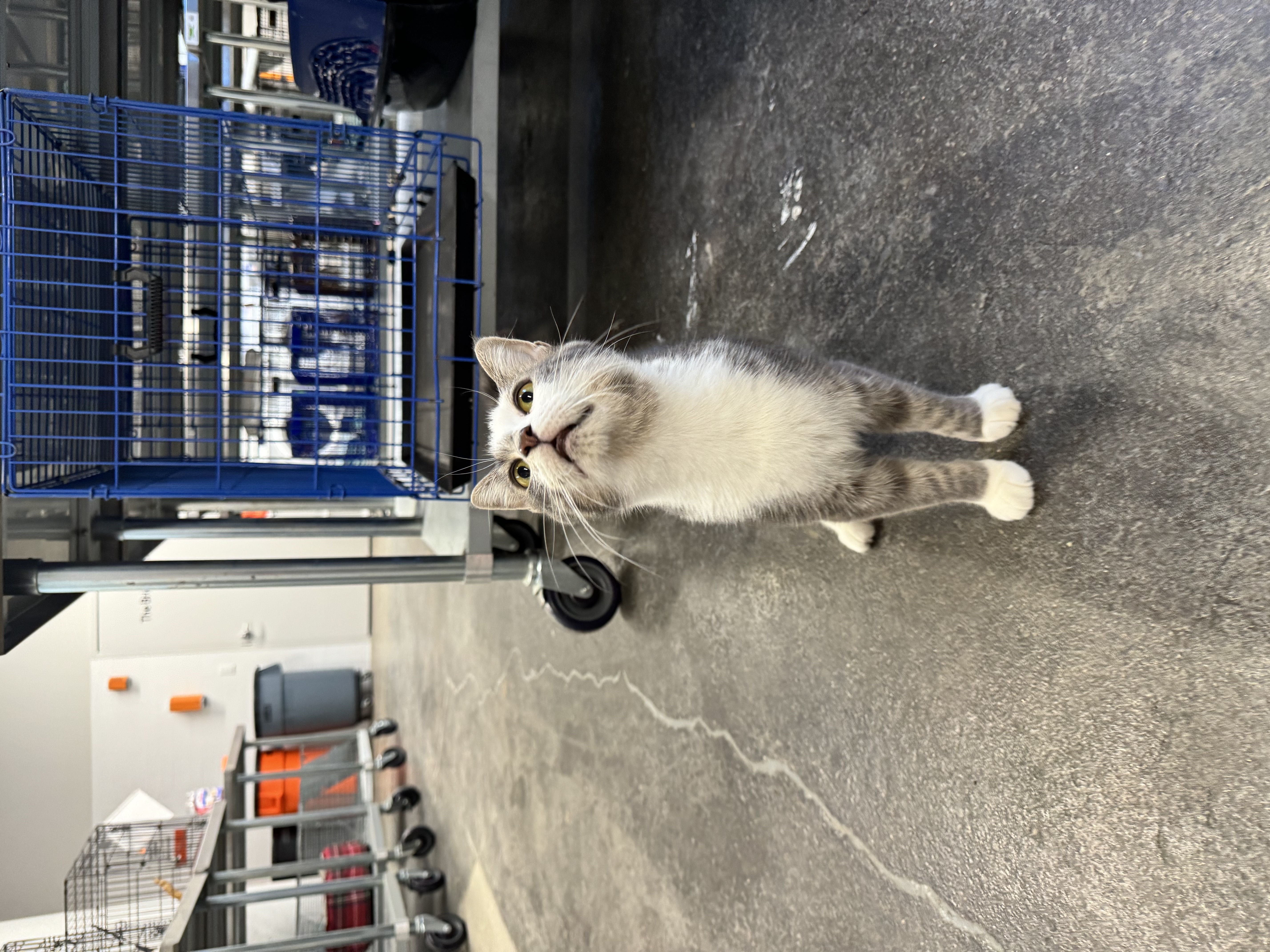 Parker, a Adoptable Domestic Short Hair in Levittown, PA image 5/5