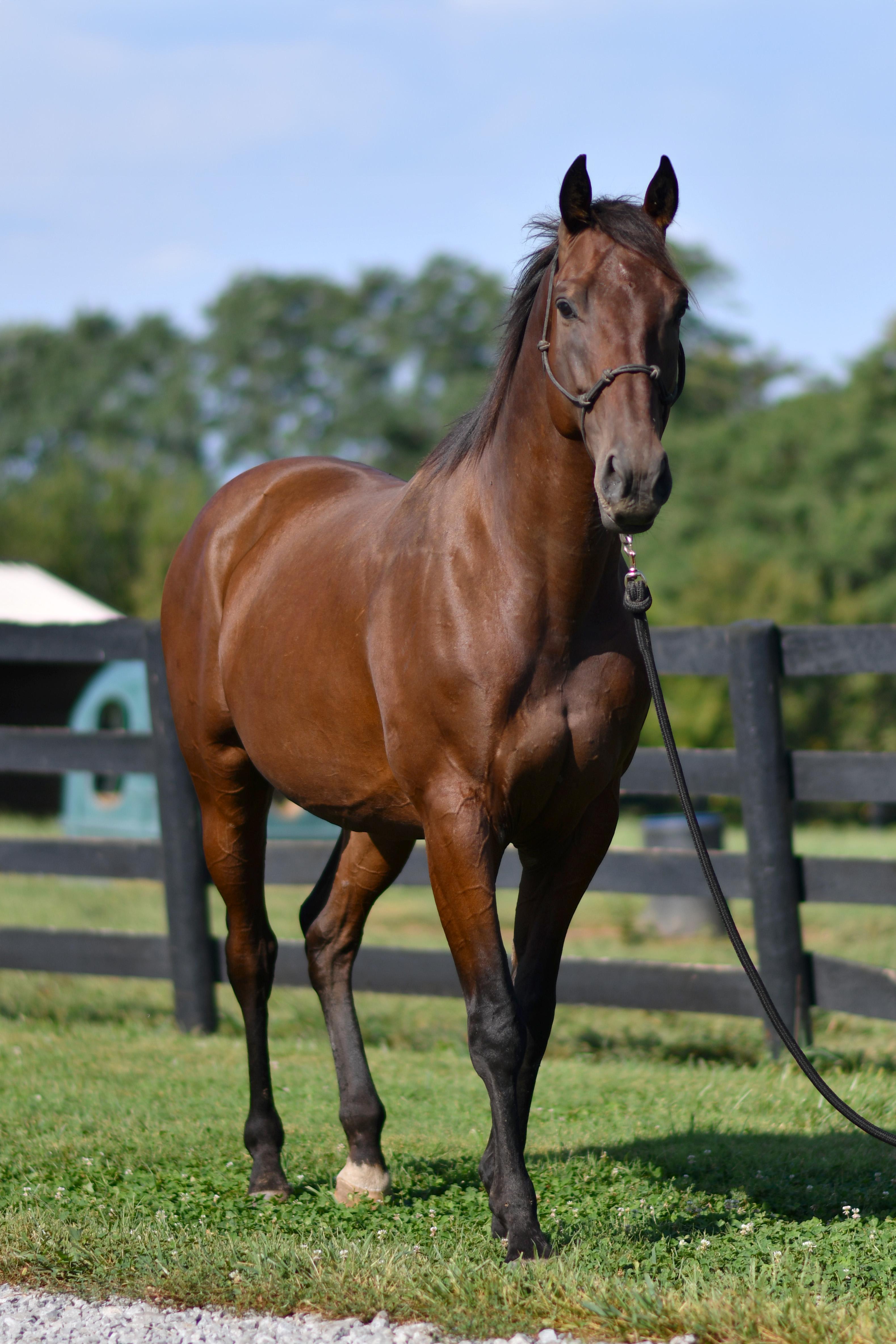 Enlarge Romeo, a Adopted Thoroughbred in Nicholasville, KY image 4/4