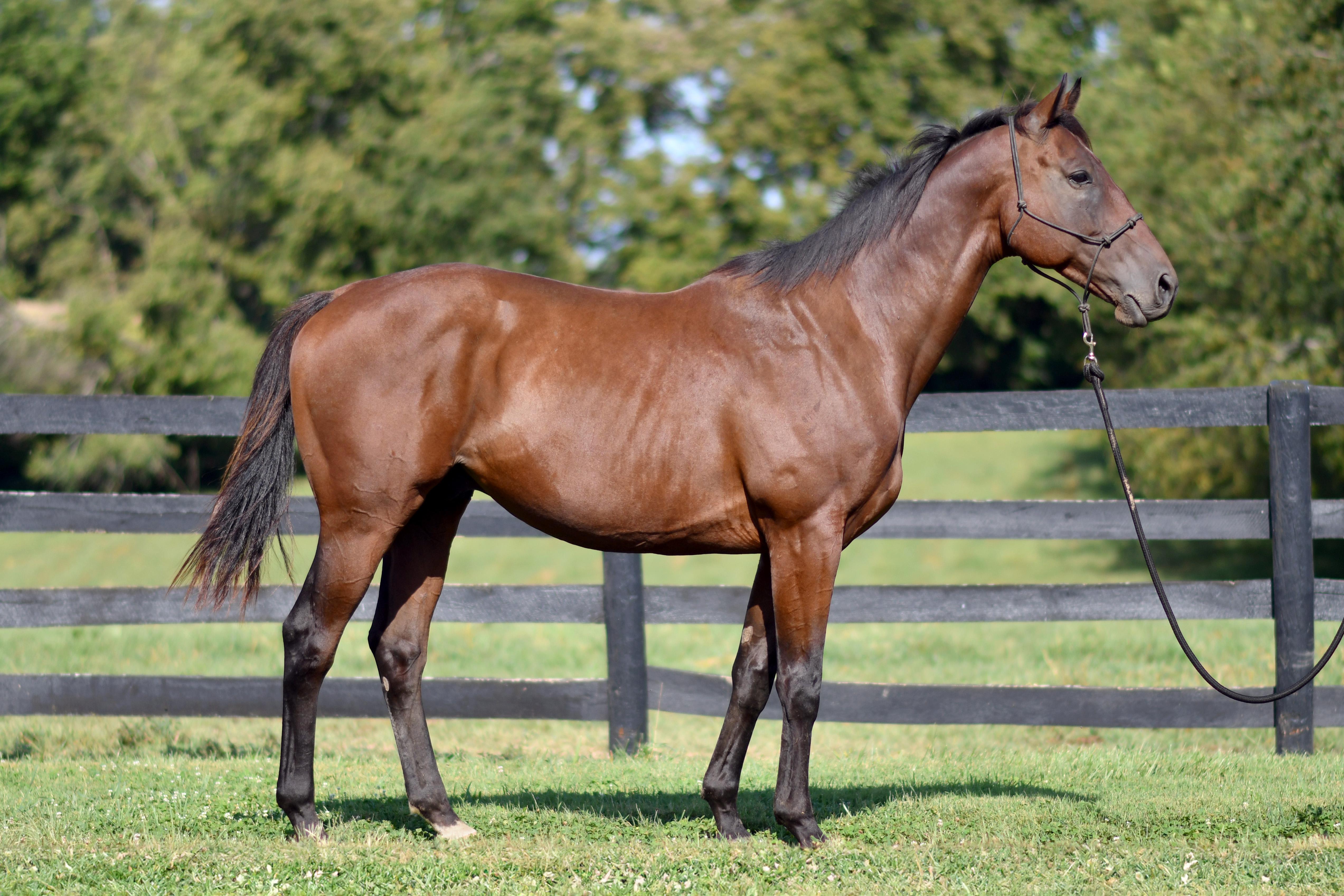 Enlarge Romeo, a Adopted Thoroughbred in Nicholasville, KY image 3/4