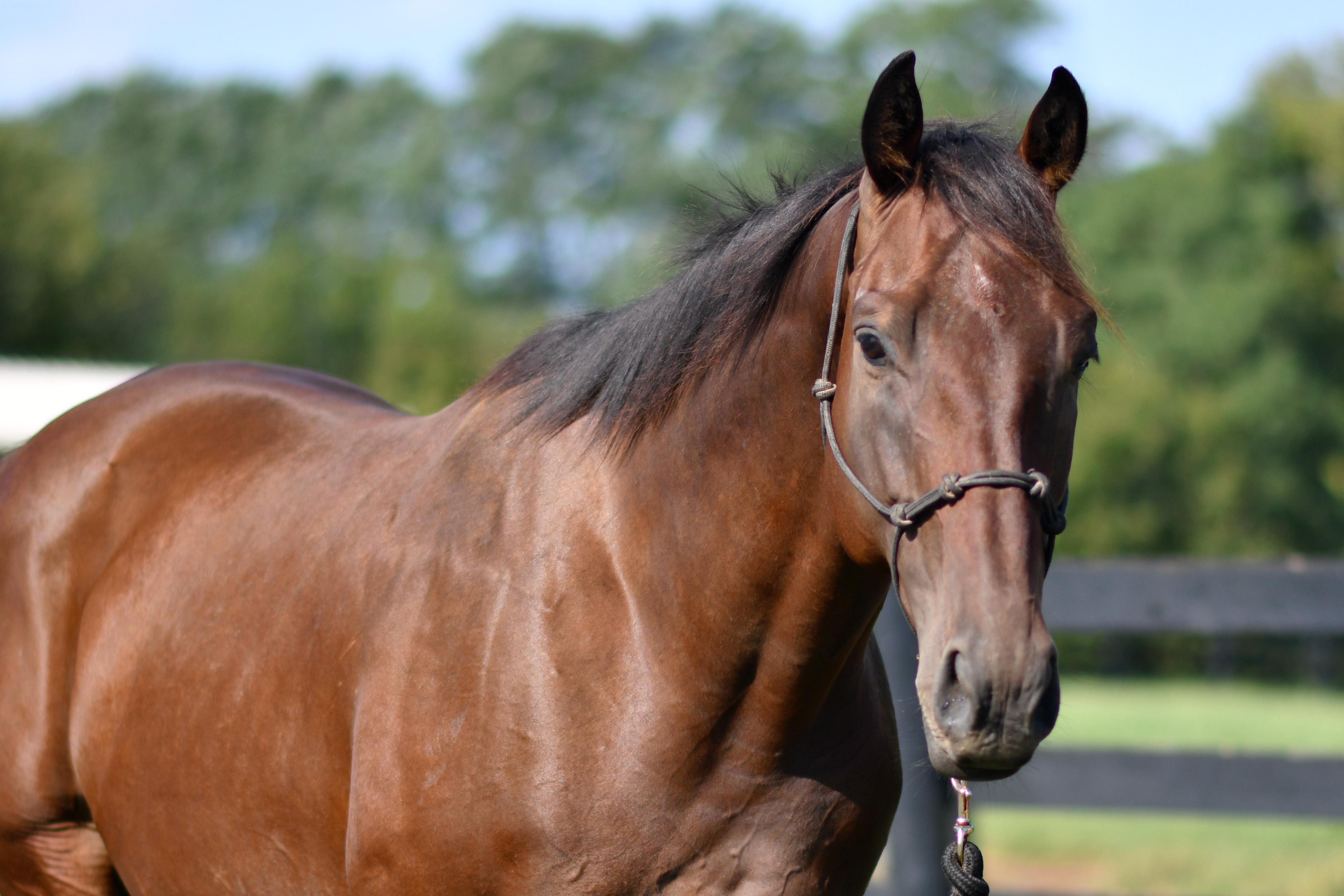 Romeo, Adopted, Adult Male Thoroughbred.