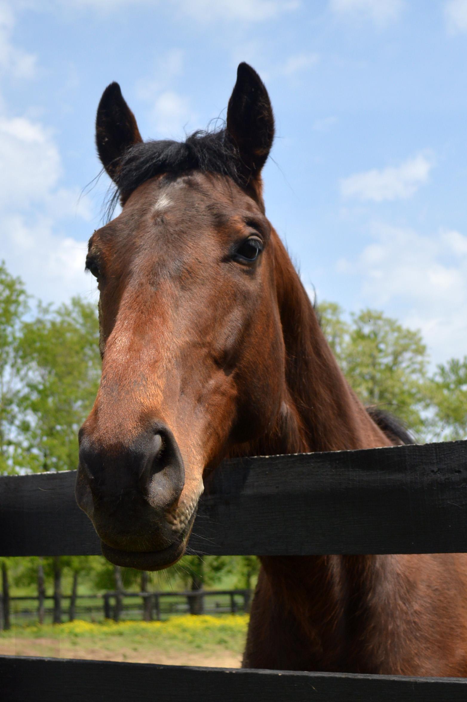 Enlarge Romeo, a Adoptable Thoroughbred image 1/1