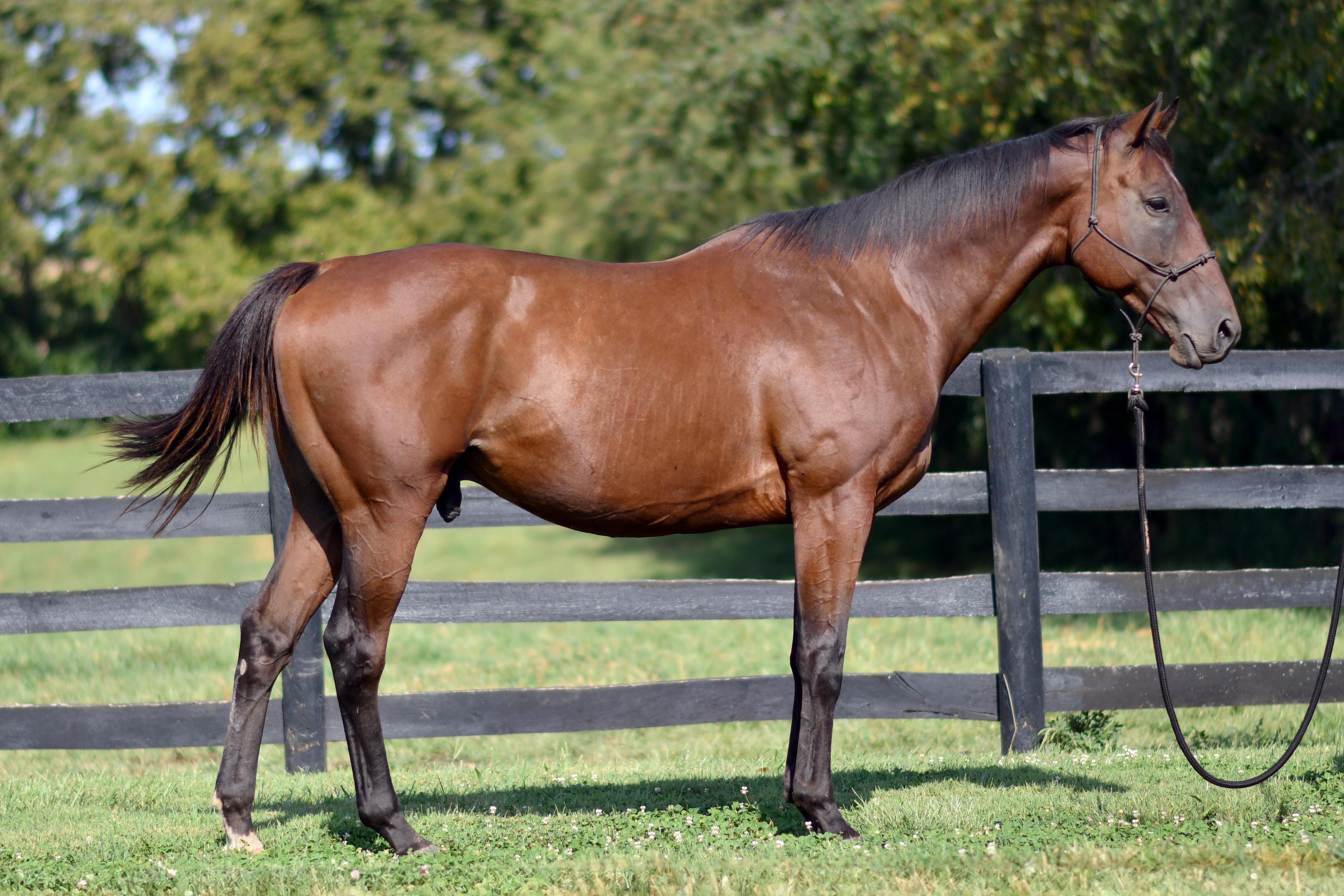 Enlarge Romeo, a Adopted Thoroughbred in Nicholasville, KY image 2/4