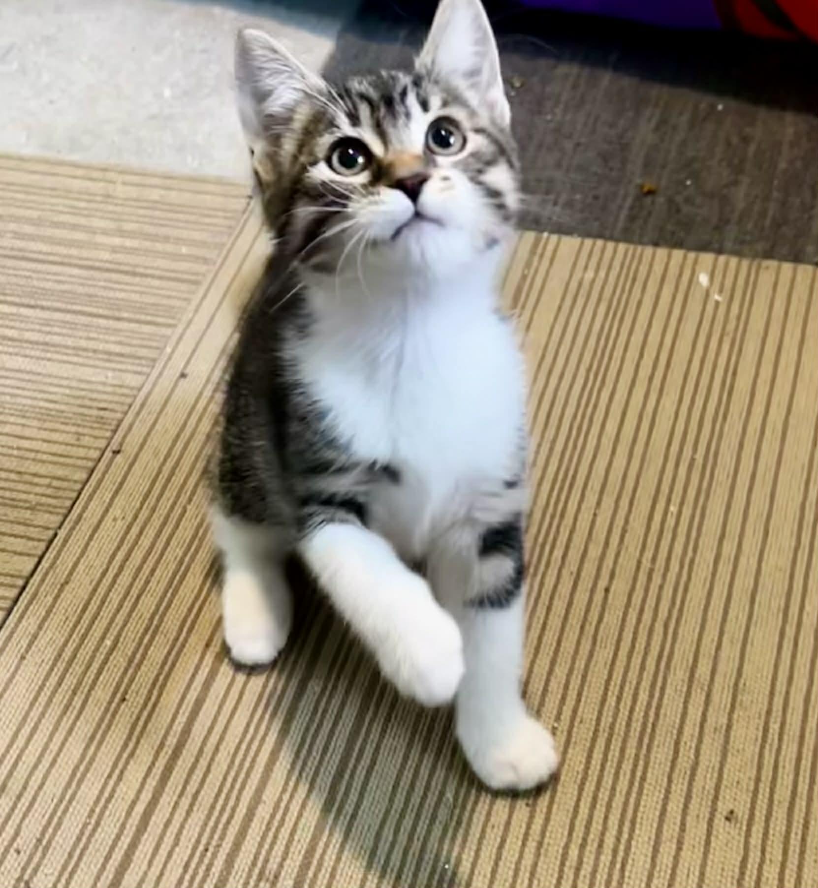 Candi, ADOPTABLE, Kitten Female Domestic Short Hair.