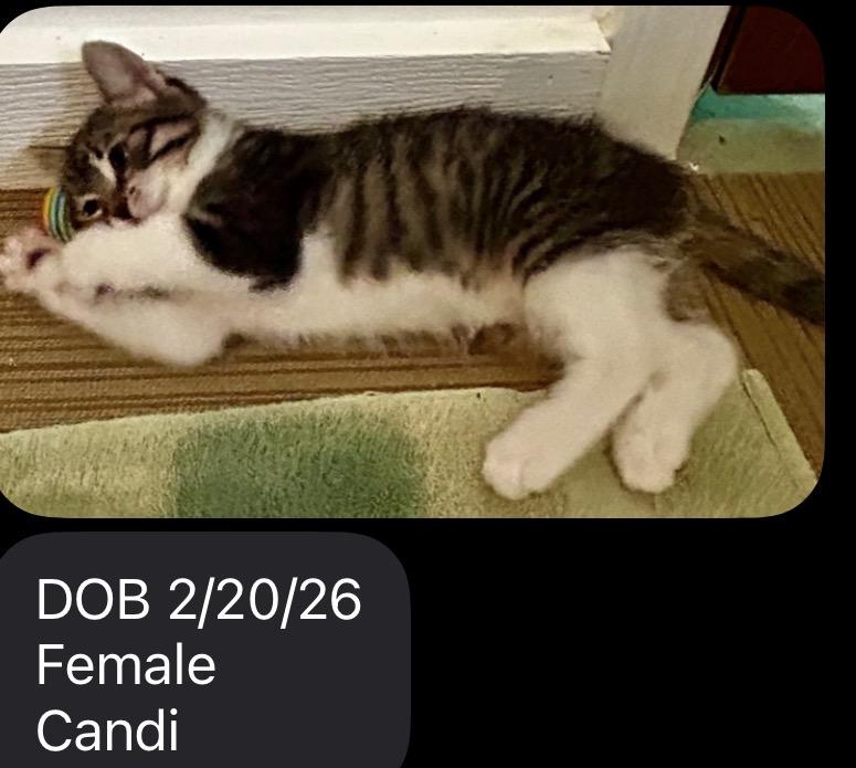 Enlarge Candi, a ADOPTABLE Domestic Short Hair in Spokane Valley, WA image 2/2