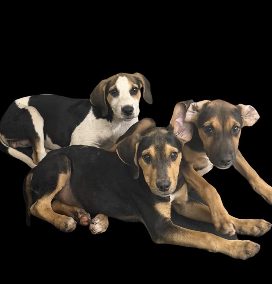 Hound puppies, adopted, Puppy Female Hound.