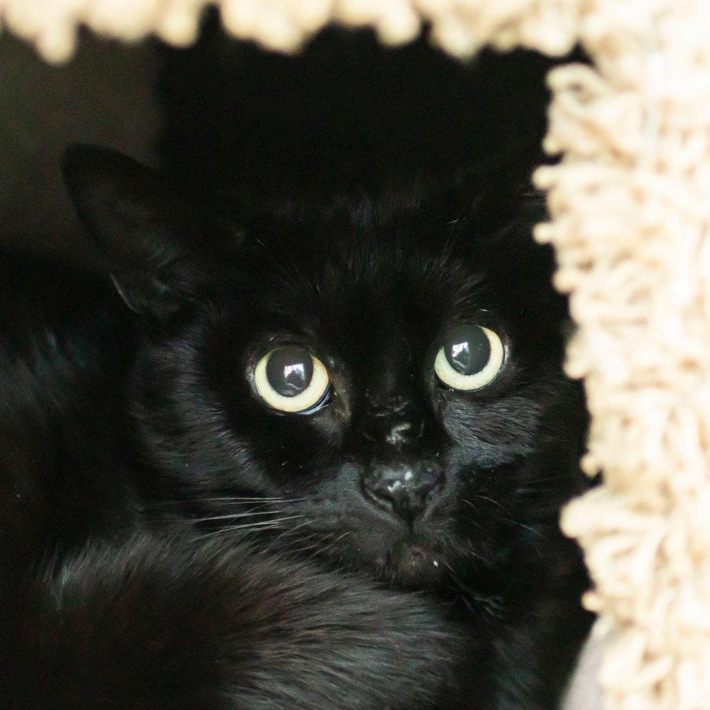 Zula, Adoptable, Adult Female Domestic Short Hair.