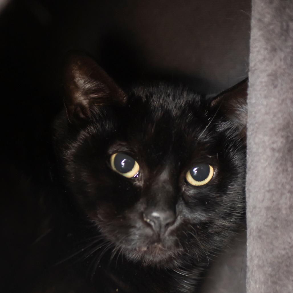 Zula, Adoptable, Adult Female Domestic Short Hair.
