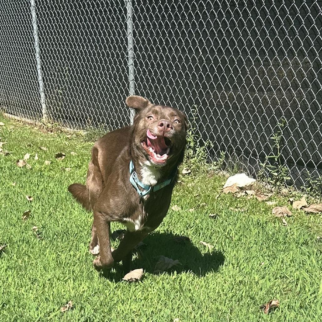 Enlarge Dirk, a Adoptable Mixed Breed in Auburn, AL image 1/6