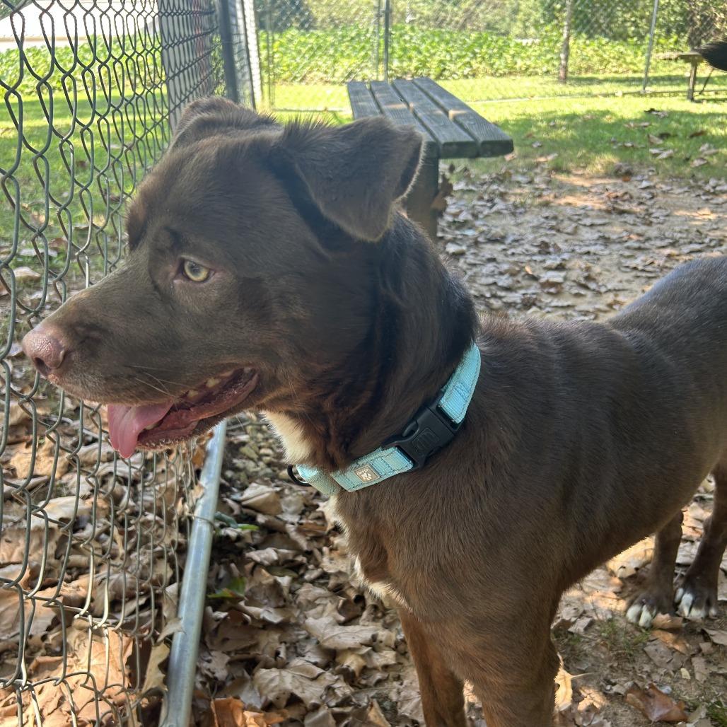 Enlarge Dirk, a Adoptable Mixed Breed in Auburn, AL image 2/6