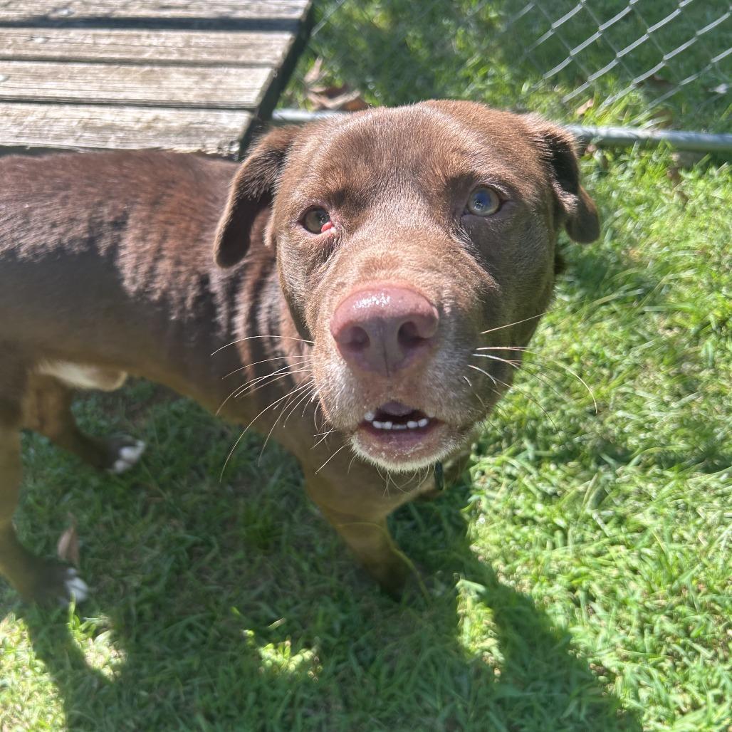 Enlarge Dirk, a Adoptable Mixed Breed in Auburn, AL image 3/6