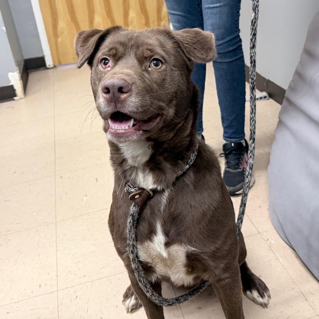 Enlarge Dirk, a Adoptable Mixed Breed in Auburn, AL image 4/6