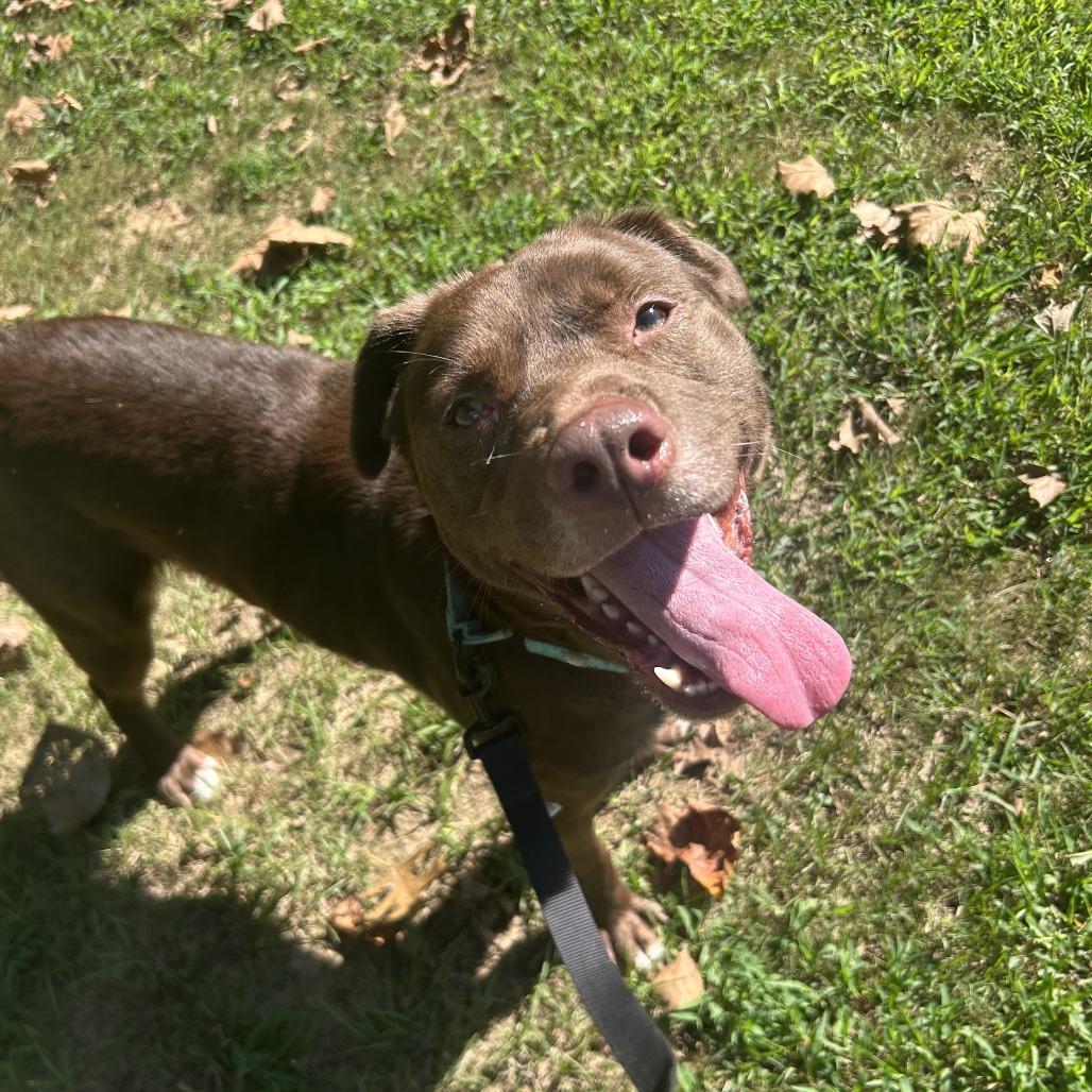 Enlarge Dirk, a Adoptable Mixed Breed in Auburn, AL image 5/6
