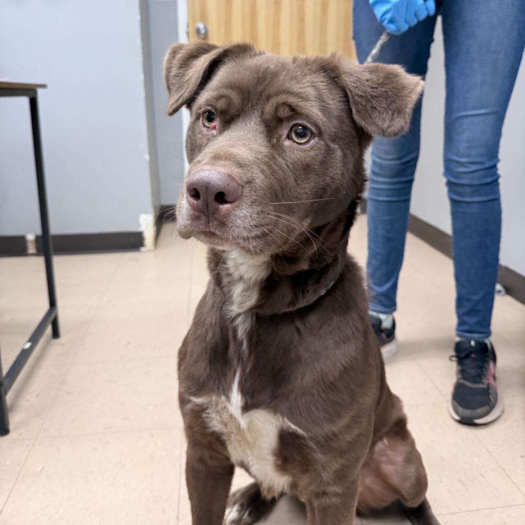 Enlarge Dirk, a Adoptable Mixed Breed in Auburn, AL image 6/6