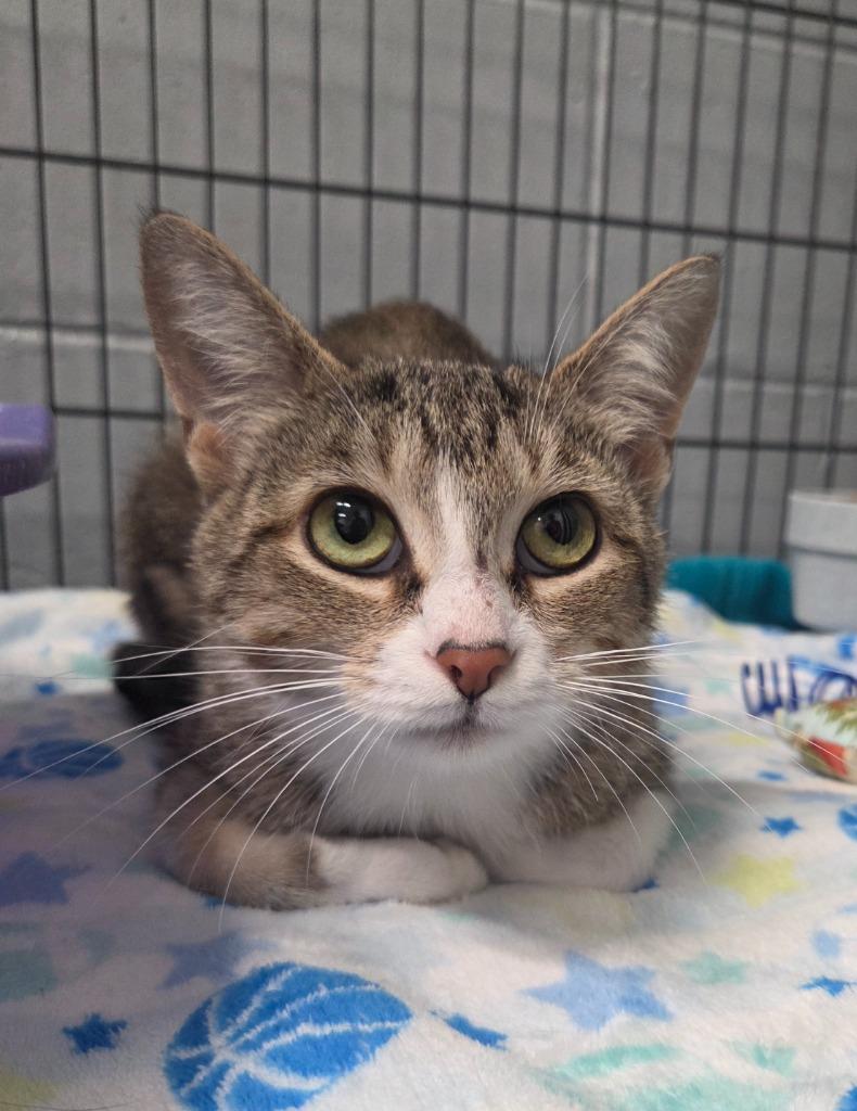 Enlarge Ash, a Adoptable mixed breed in Muskegon, MI image 1/1