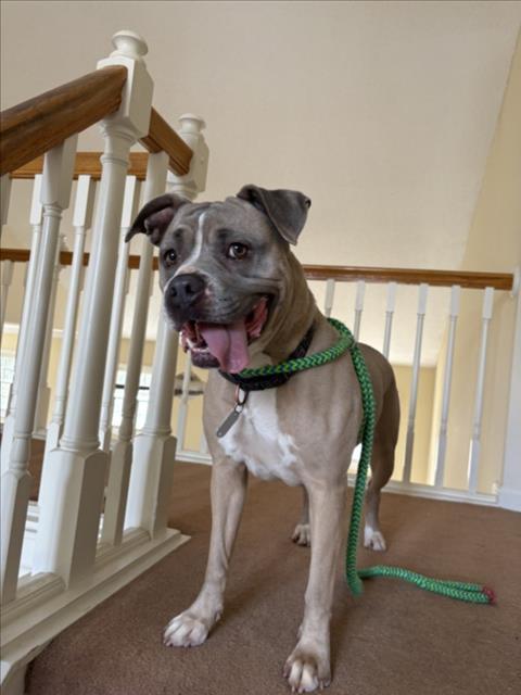LONDON, Adoptable, Adult Female American Bulldog & Mixed Breed.