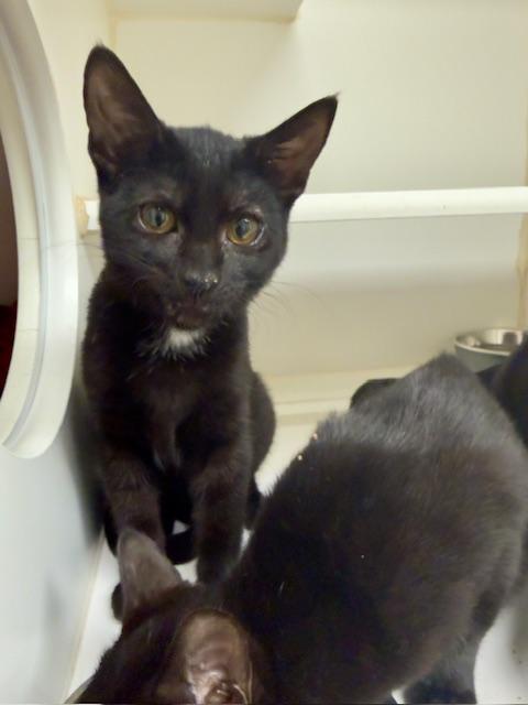 Beef Wellington, adopted, Young Male Domestic Short Hair.
