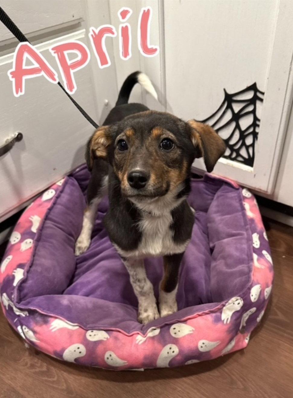 Enlarge April, a Adoptable mixed breed in Hollywood, MD image 1/2