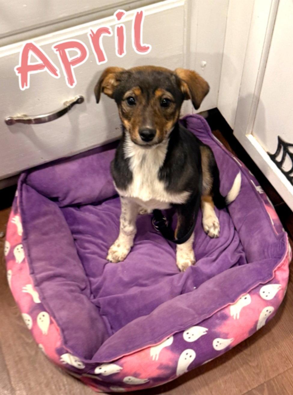 Enlarge April, a Adoptable mixed breed in Hollywood, MD image 2/2