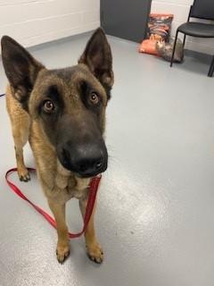 WASHER, Adoptable, Young Male Belgian Shepherd / Malinois.