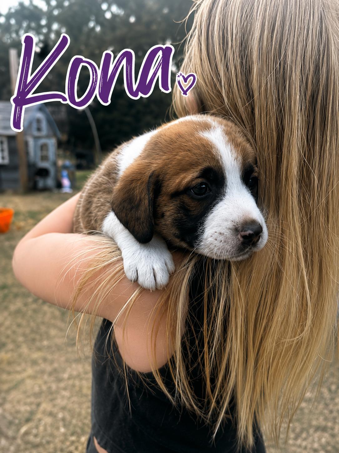 Enlarge Kona (Coastal Litter), a Adoptable mixed breed in Kingston, NY image 1/1