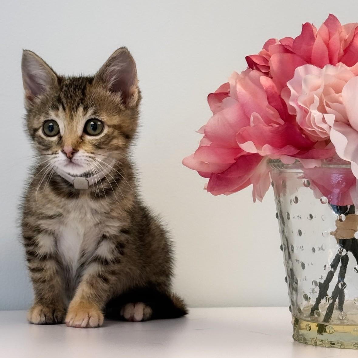 Joan, adopted, Young Female Domestic Short Hair.
