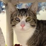 Enlarge Tommy, a ADOPTABLE Domestic Short Hair in Lansing, MI image 1/1