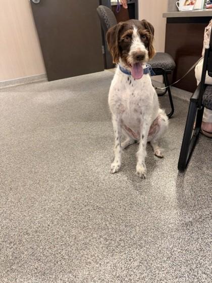 Annie, Adoptable, Adult Female German Wirehaired Pointer.