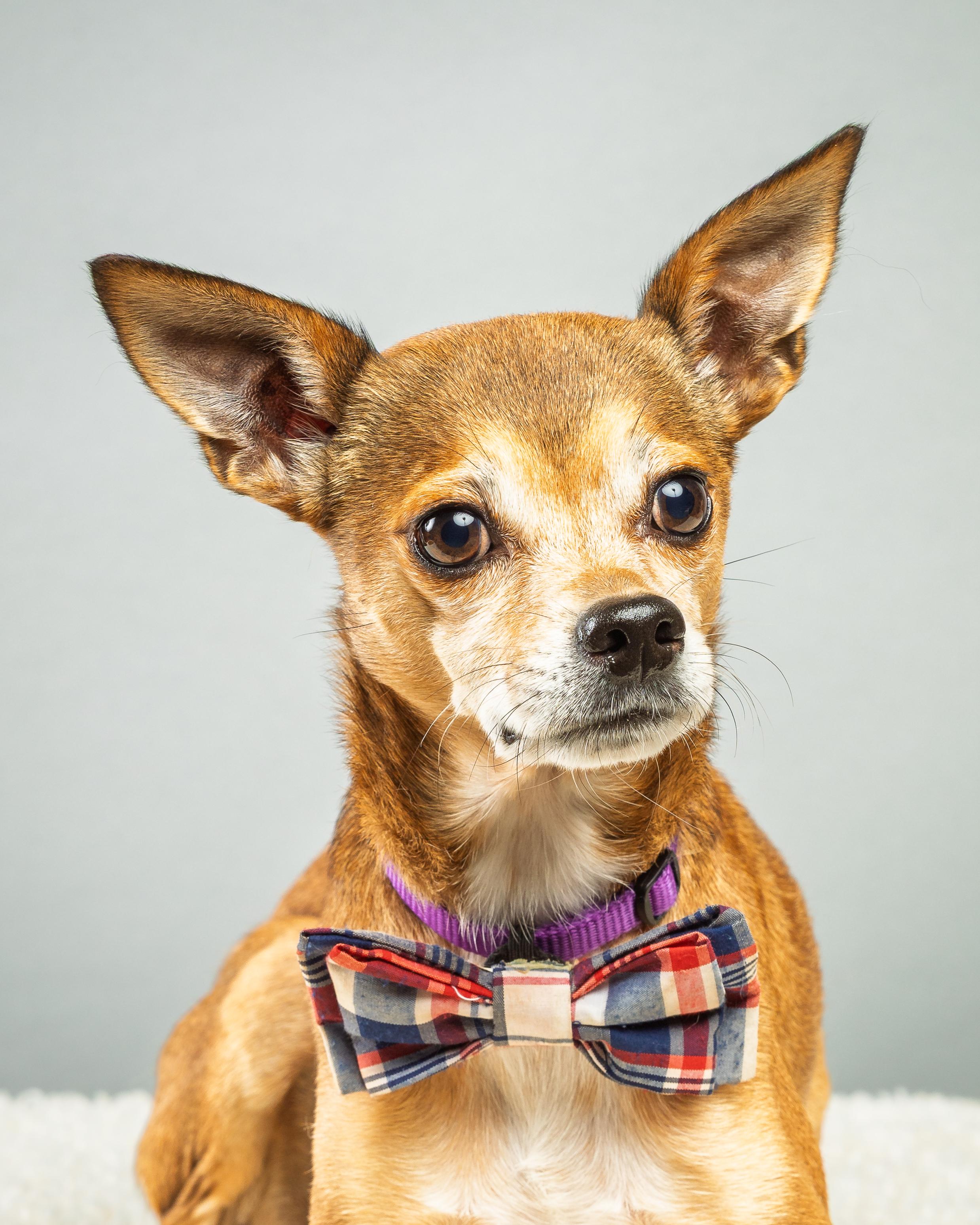 Enlarge Marty, a Adoptable Chihuahua in Plano, TX image 2/6