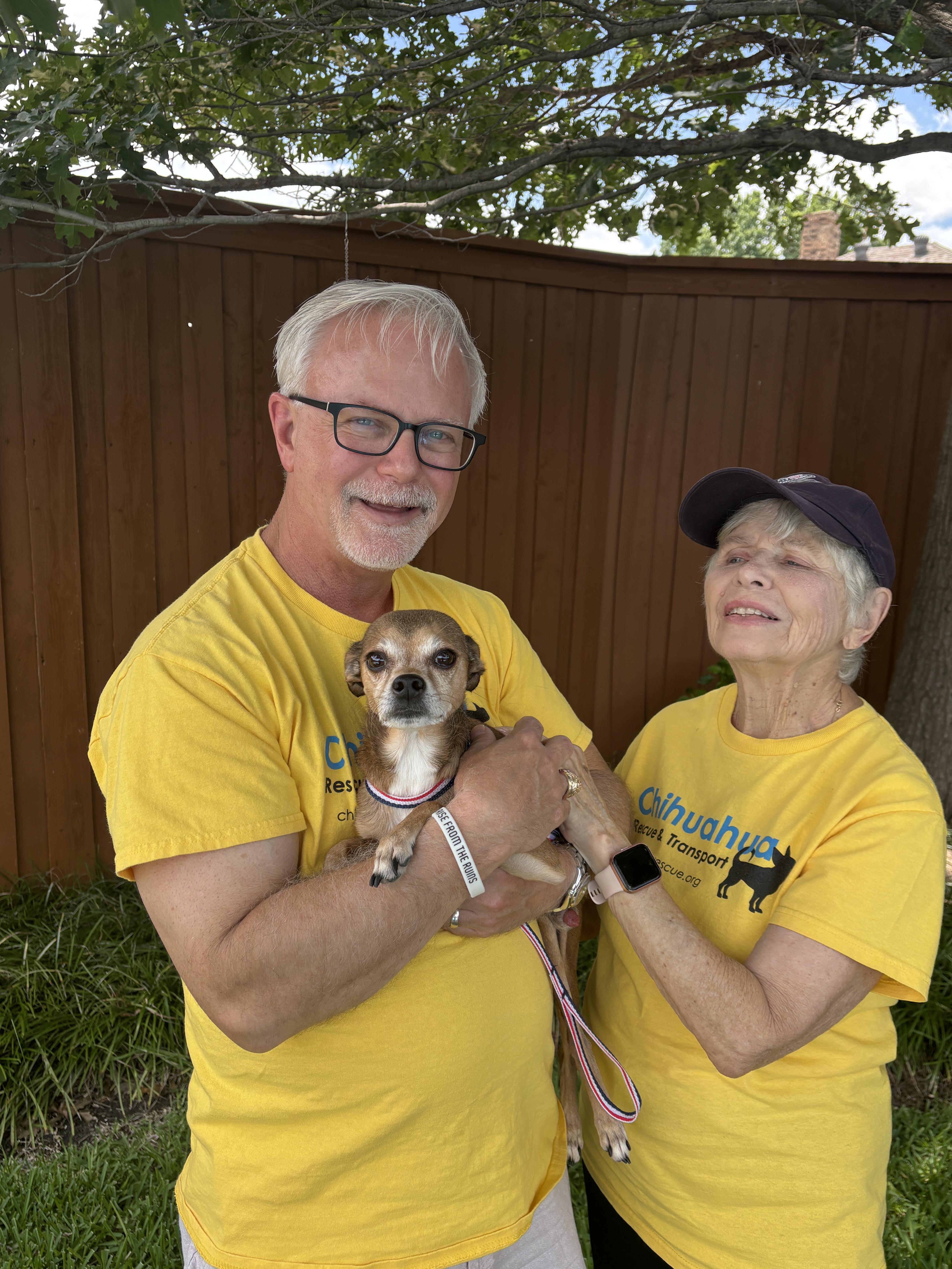 Marty, a ADOPTABLE Chihuahua in Plano, TX image 2/2
