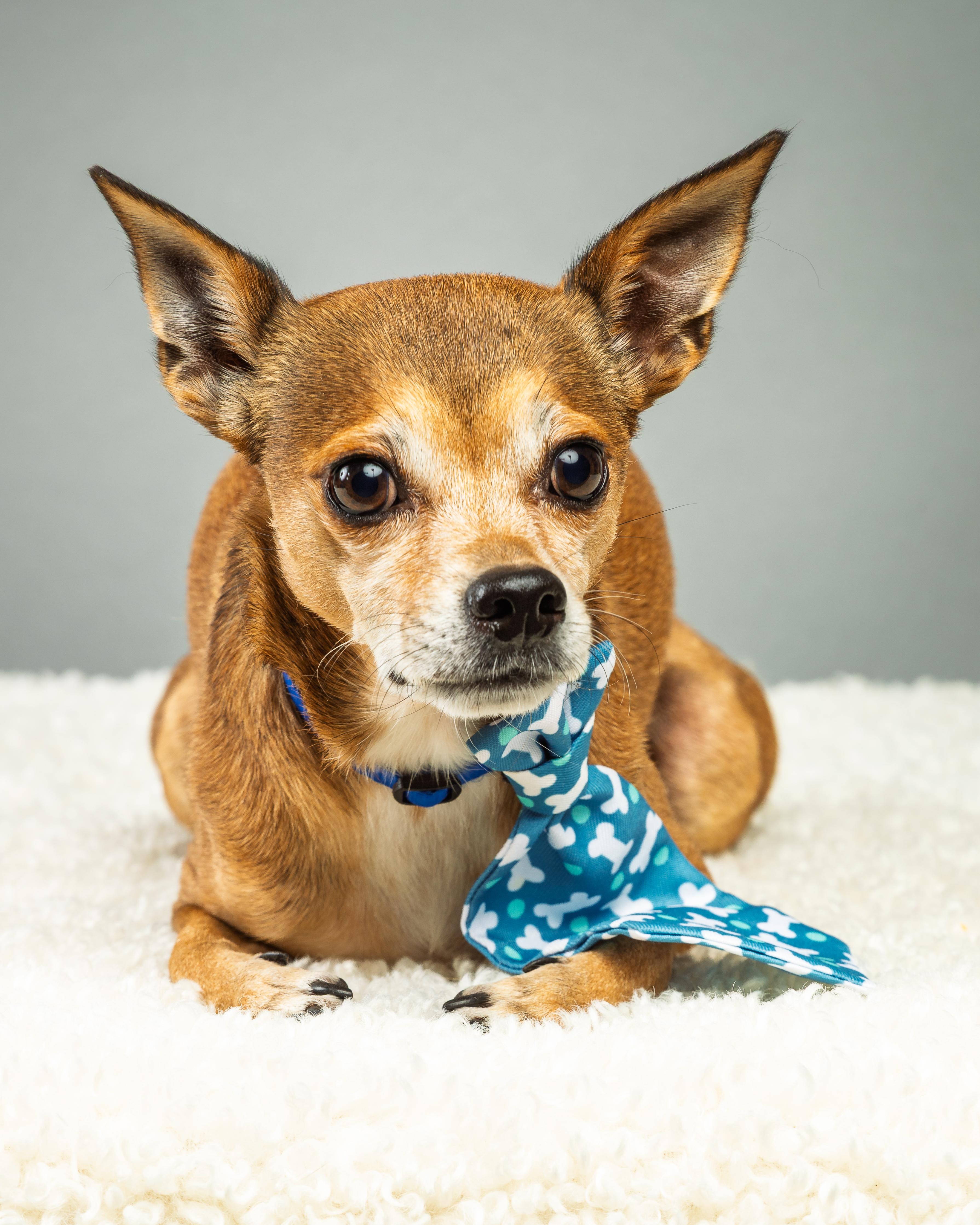 Enlarge Marty, a Adoptable Chihuahua in Plano, TX image 6/6