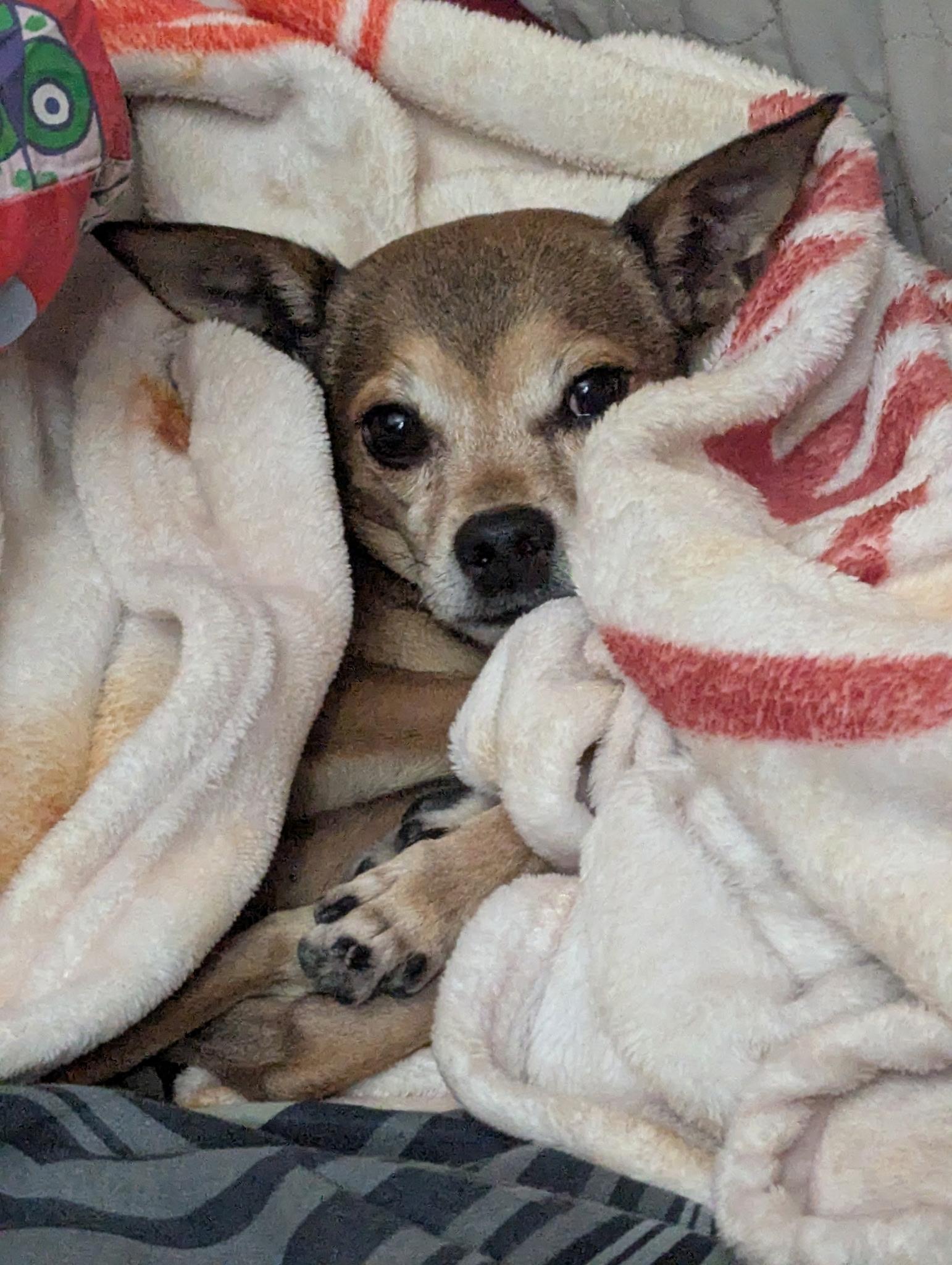Marty, a ADOPTABLE Chihuahua in Plano, TX image 1/2